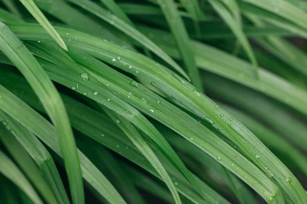 Φρέσκα Πράσινα Φύλλα Σταγόνες Βροχής Πράσινο Μοτίβο Φόντο Φυσική Οικολογική — Φωτογραφία Αρχείου