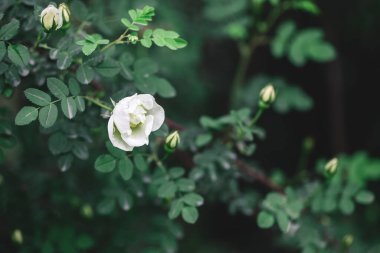 Yağmurdan sonra bahçede güzel beyaz güller. Koyu yeşil arka plan. Seçici odaklanma. Metin için yer.