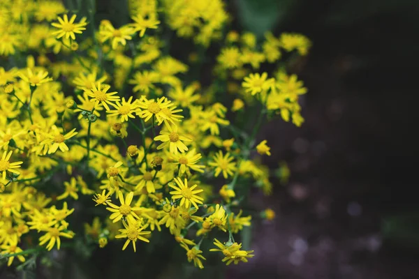 Vackra Små Gula Blommor Sommarträdgård Selektiv Inriktning — Stockfoto