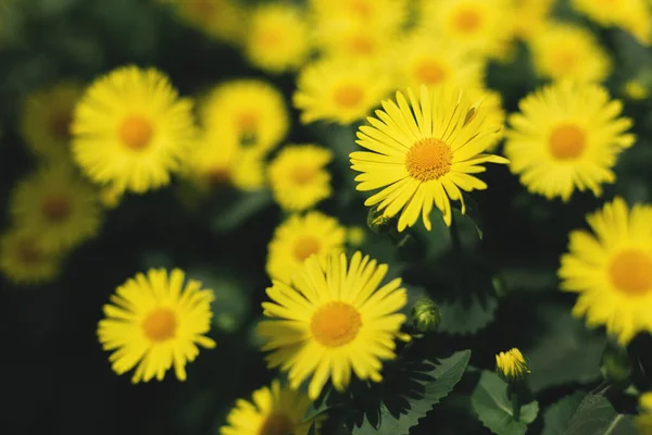 Piękne Żółte Kwiaty Doronicum Wiosennym Ogrodzie Kwitnące Stokrotki Skupienie Selektywne — Zdjęcie stockowe