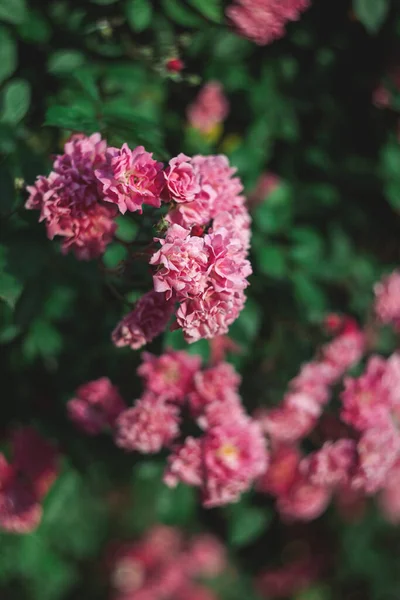 Beautiful Pink Roses Garden Sunlight Dark Green Background Selective Focus — Stock Photo, Image