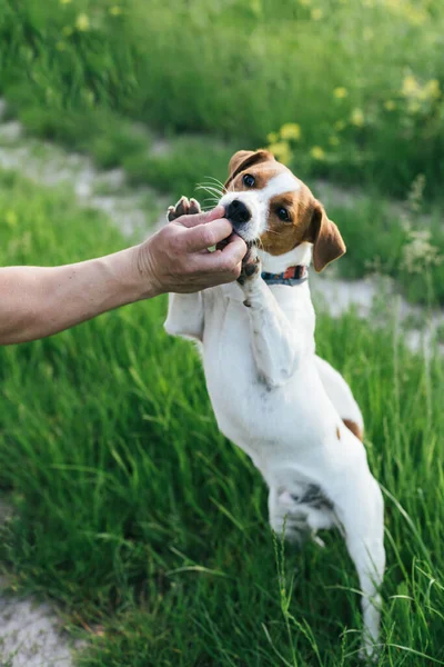 Boldog Kiskutya Jack Russell Terrier Gazdája Játszik Nyári Réten — Stock Fotó