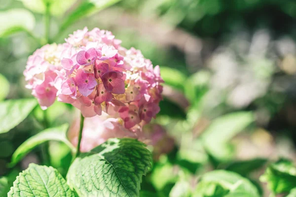 Yaz Bahçesinde Açık Pembe Bir Ortanca Çiçeği Seçici Odak — Stok fotoğraf