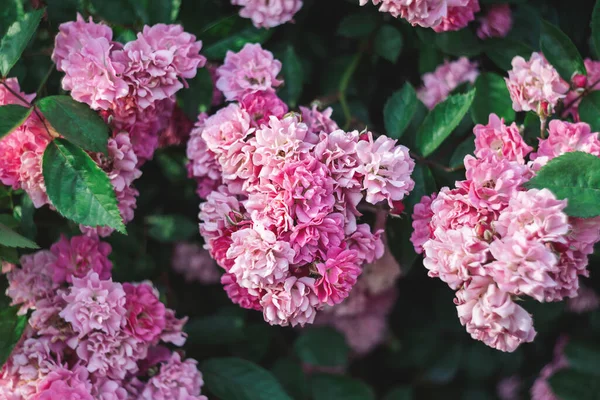 Güneşin Altında Bir Bahçede Güzel Pembe Güller Koyu Yeşil Arka — Stok fotoğraf