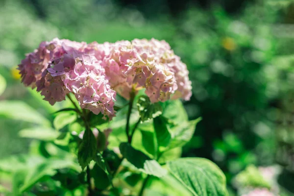 Yaz Bahçesinde Açık Pembe Bir Ortanca Çiçeği Seçici Odak — Stok fotoğraf