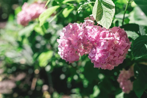 Yaz Bahçesinde Açık Pembe Bir Ortanca Çiçeği Seçici Odak — Stok fotoğraf