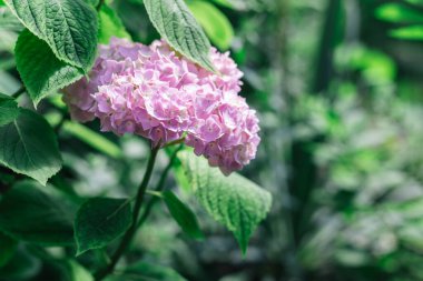 Yaz bahçesinde açık pembe bir ortanca çiçeği. Seçici odak.