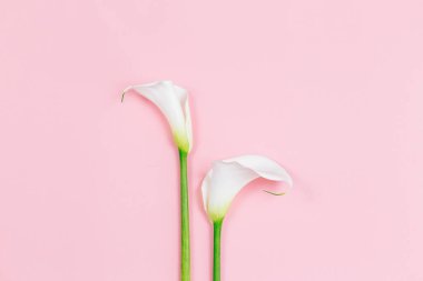 Pembe pastel arka planda beyaz zambaklar çiçek açıyor. Düz yatıyordu. Metin için yer.