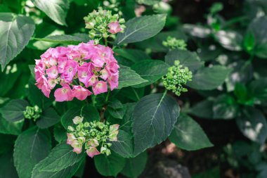 Yaz bahçesinde açık pembe bir ortanca çiçeği. Seçici odak.