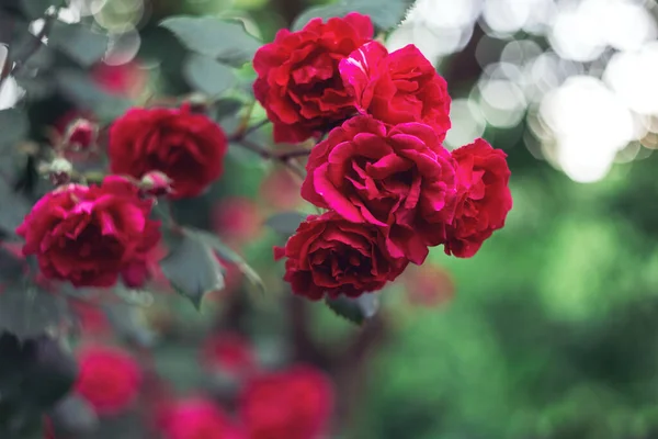 Beautiful Dark Pink Roses Summer Garden Dark Green Background Selective — Stock Photo, Image