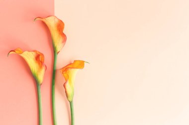 Şeftalili pastel arka planda güzel sarı zambaklar çiçekleri. Düz yatıyordu. Metin için yer.