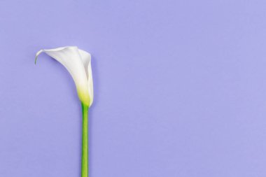 Eflatun pastel arka planda beyaz Calla Lily çiçeği. Düz yatıyordu. Metin için yer.
