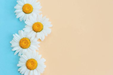 Açık mavi ve şeftali rengi arka planda güzel beyaz papatya çiçekleri. Yaz günleri için tebrik kartı. Mesaj için yer. Yakın plan..