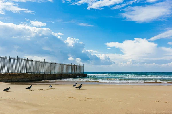 Praia Mediterrânea Vazia Com Pombos Tel Aviv Israel Belo Dia — Fotografia de Stock