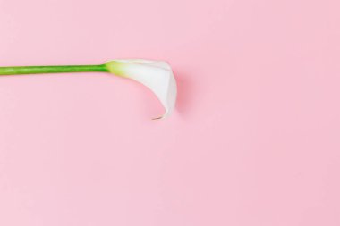 Pembe pastel arka planda beyaz Calla Lily çiçeği. Düz yatıyordu. Metin için yer.