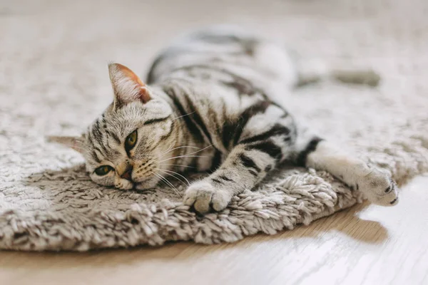 Gatito Esponjoso Raza Stright Escocesa Acostado Alfombra Gato Gris Tabby — Foto de Stock