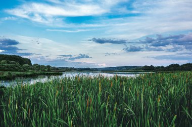 Gün batımından önce göl kenarında sazlıklar olan güzel bir yaz manzarası. İnanılmaz bulutlu gökyüzü.