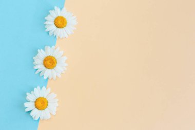 Açık mavi ve şeftali rengi arka planda güzel beyaz papatya çiçekleri. Yaz günleri için tebrik kartı. Mesaj için yer. Yakın plan..