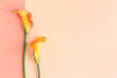 Şeftalili pastel arka planda güzel sarı zambaklar çiçekleri. Düz yatıyordu. Metin için yer.