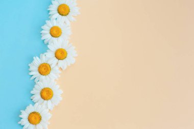 Açık mavi ve şeftali rengi arka planda güzel beyaz papatya çiçekleri. Yaz günleri için tebrik kartı. Mesaj için yer. Yakın plan..