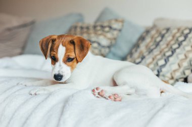 Beyaz battaniyeye uzanmış sevimli köpek yavrusu Jack Russell Terrier. Küçük bir köpeğin portresi..