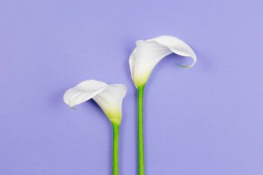 Eflatun pastel arka planda beyaz zambaklar. Düz yatıyordu. Metin için yer.