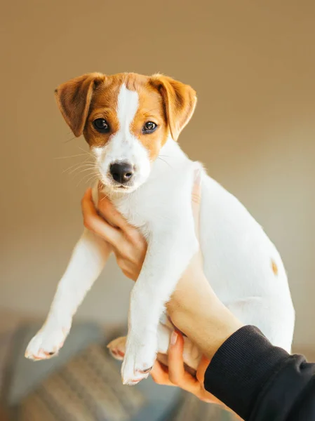 Adorable Puppy Jack Russell Terrierin Owners Hands Portrait Little Dog — Stock Photo, Image