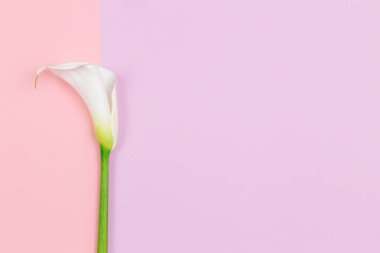 Pembe ve menekşe renginde beyaz Calla Lily çiçeği. Düz yatıyordu. Metin için yer.