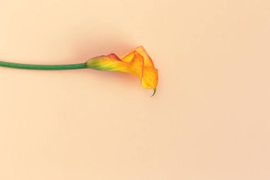 Şeftalili pastel arka planda güzel sarı Calla Lily çiçeği. Düz yatıyordu. Metin için yer.