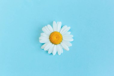 Açık mavi ve şeftali rengi arka planda güzel beyaz papatya çiçeği. Yaz günleri için tebrik kartı. Mesaj için yer. Yakın plan..