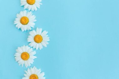 Açık mavi arkaplanda güzel beyaz papatya çiçekleri. Yaz günleri için tebrik kartı. Mesaj için yer. Yakın plan..