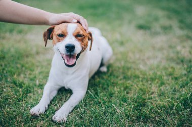 Tapılası köpek yavrusu Jack Russell Terrier ve sahibi yeşil çimlerin üzerinde yatıyor. Küçük bir köpeğin portresi..
