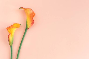 Şeftalili pastel arka planda güzel sarı zambaklar çiçekleri. Düz yatıyordu. Metin için yer.