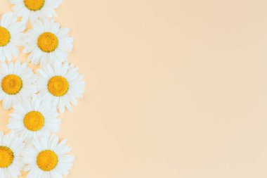 Açık sarı arkaplanda güzel beyaz papatya çiçekleri. Yaz günleri için tebrik kartı. Mesaj için yer. Yakın plan..