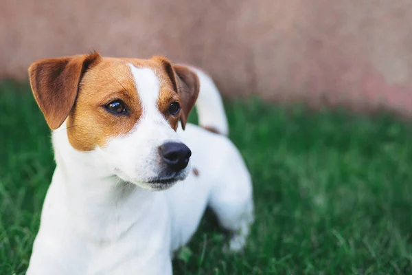 Adorable Chiot Jack Russell Terrier Sur Fond Herbe Verte Portrait — Photo