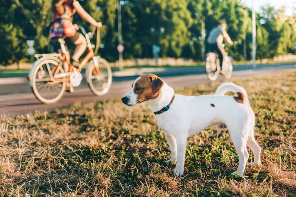 Adorable Chiot Jack Russell Terrier Regardant Route Avec Les Cyclistes — Photo