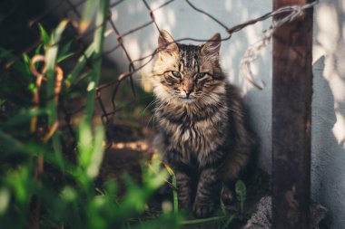 Tüylü gri kedi yavrusu güneş ışığında arka bahçede oturuyor. Şirin küçük kedi..