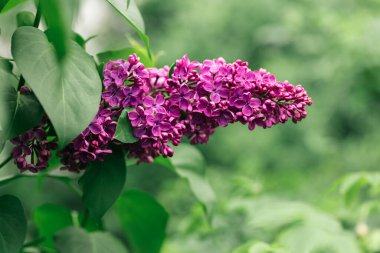 Bahar bahçesinde çiçek açan leylak dalı. Seçici odaklanma. Metin için yer.
