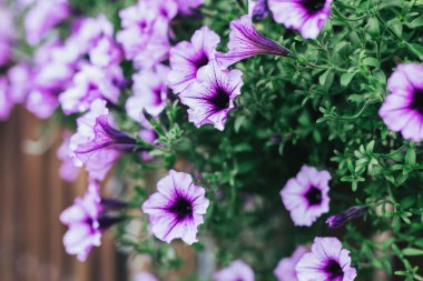 Yaz bahçesinde güzel mor Surfiniya çiçekleri. Seçici odak.