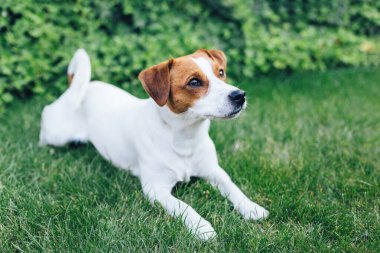 Sevimli köpek yavrusu Jack Russell Terrier yeşil çimlerin üzerinde yatıyor. Küçük bir köpeğin portresi..