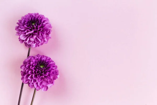Pembe pastel arka planda harika menekşe çiçekleri. Düz yatıyordu. Metin için yer.