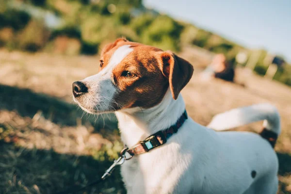 Gün batımından önce çayırda sevimli köpek yavrusu Jack Russell Terrier. Güzel güneşli bir gün.