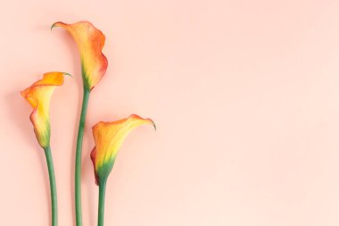 Şeftalili pastel arka planda güzel sarı zambaklar çiçekleri. Düz yatıyordu. Metin için yer.