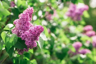 Bahar bahçesinde çiçek açan leylak dalı. Seçici odaklanma. Metin için yer.