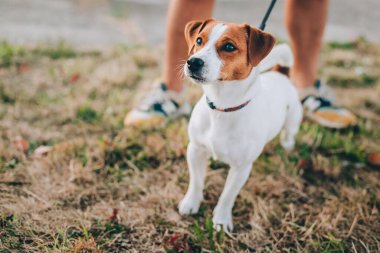 Sevimli köpek yavrusu Jack Russell Terrier sahibiyle yürüyor. Küçük bir köpeğin portresi..