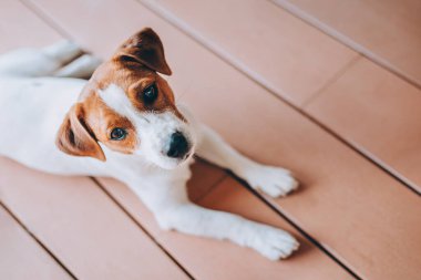 Sevimli köpek yavrusu Jack Russell Terrier ahşap bir zeminde yatıyor. Küçük bir köpeğin portresi..