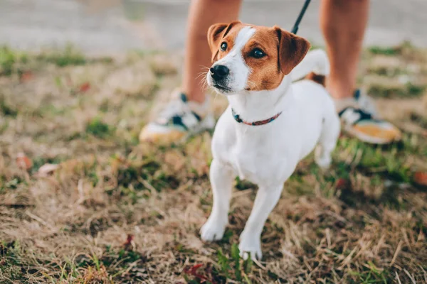 Imádnivaló Kiskutya Jack Russell Terrier Sétál Tulajdonosával Egy Kiskutya Portréja — Stock Fotó