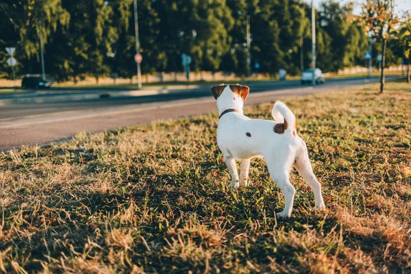 Rozkošné Štěně Jack Russell Terrier Dívá Silnici Krásný Slunečný Den — Stock fotografie