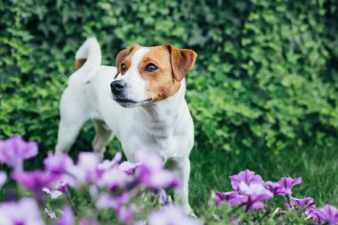 Bahçedeki yeşil çimlerin üzerinde sevimli köpek yavrusu Jack Russell Terrier. Küçük bir köpeğin portresi..