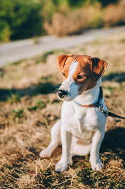 Gün batımından önce çayırda sevimli köpek yavrusu Jack Russell Terrier. Güzel güneşli bir gün.